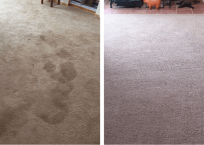 pet urine carpet cleaning